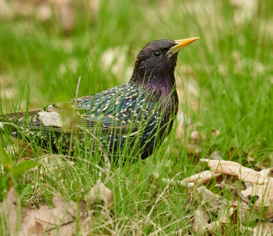 Caccia allo storno in Toscana, Fidc-Uct chiede modifica Caccia allo storno in Toscana: storno in mezzo all'erba