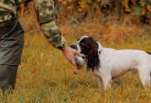 Calendario venatorio del Piemonte 2023/2024, l’anticipazione Calendario venatorio del Piemonte 2023 2024: cane riporta beccaccia a cacciatore