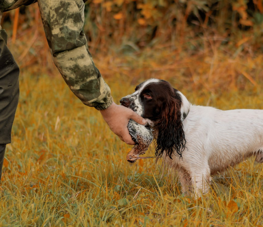 Calendario venatorio del Piemonte 2023/2024, l’anticipazione Calendario venatorio del Piemonte 2023 2024: cane riporta beccaccia a cacciatore