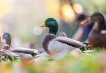 Calendario venatorio del Veneto, Confavi contro la giunta Calendario venatorio del Veneto: germano reale