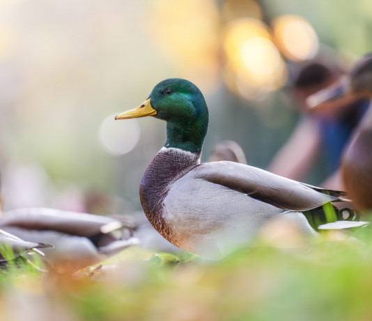 Calendario venatorio del Veneto, Confavi contro la giunta Calendario venatorio del Veneto: germano reale