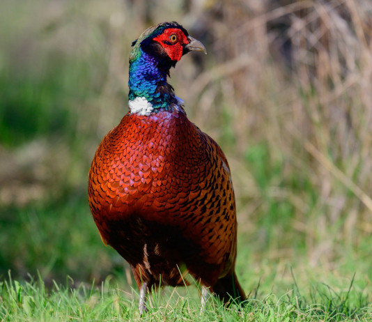 Calendario venatorio dell’Emilia Romagna 2023/2024: il riepilogo Calendario venatorio dell’Emilia Romagna 2023 2024: fagiano