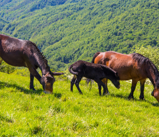 Confini dei Parchi regionali, la sentenza della Corte costituzionale Confini dei Parchi regionali: cavalli nel Parco dell'Antola