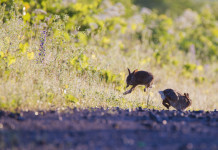Controllo della minilepre in Toscana, si va avanti Controllo della minilepre in Toscana: due minilepri saltano