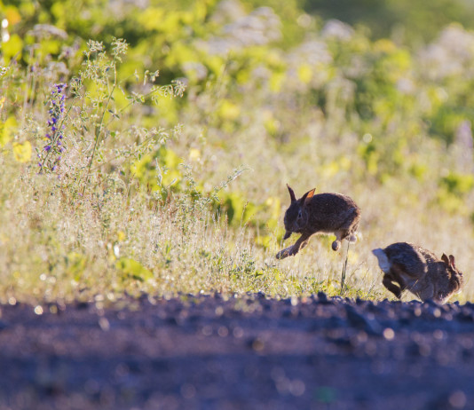 Controllo della minilepre in Toscana, si va avanti Controllo della minilepre in Toscana: due minilepri saltano