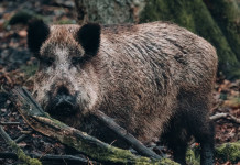 Corso di formazione Enci per monitoraggio peste suina africana Corso di formazione Enci per monitoraggio peste suina africana: cinghiale in primo piano