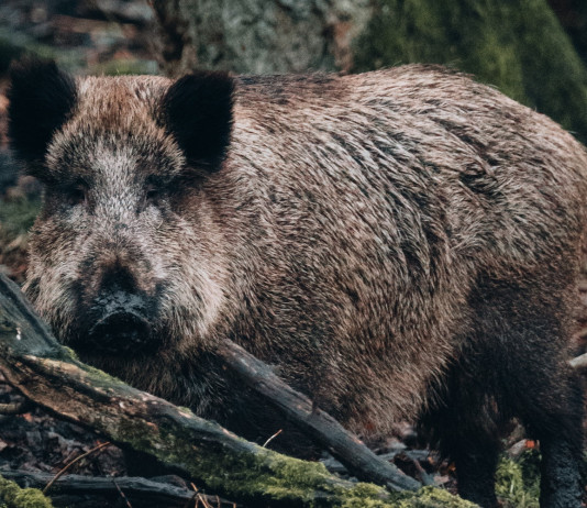 Corso di formazione Enci per monitoraggio peste suina africana Corso di formazione Enci per monitoraggio peste suina africana: cinghiale in primo piano