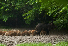 Decreto sulla peste suina africana: ok a ditte specializzate Decreto sulla peste suina africana: cinghiale con piccoli nel bosco
