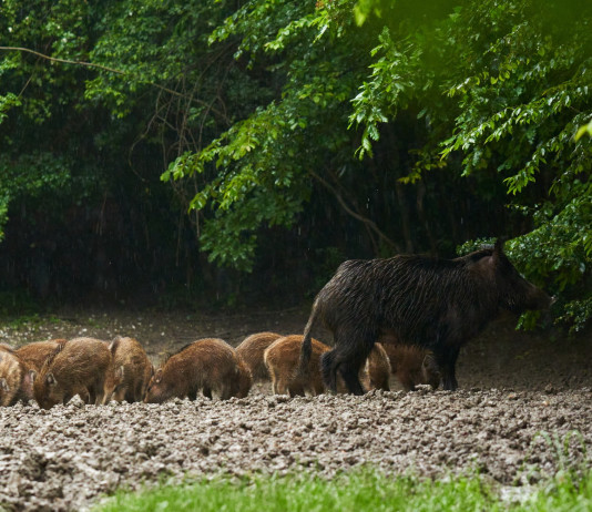 Decreto sulla peste suina africana: ok a ditte specializzate Decreto sulla peste suina africana: cinghiale con piccoli nel bosco