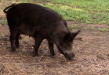Gli italiani e i cinghiali, indagine Coldiretti Gli italiani e i cinghiali, indagine Coldiretti: cinghiale mangia