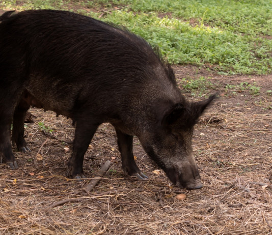 Gli italiani e i cinghiali, indagine Coldiretti Gli italiani e i cinghiali, indagine Coldiretti: cinghiale mangia