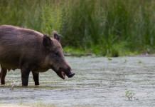 La peste suina africana nel sud Italia: il ruolo dei cacciatori La peste suina africana nel sud Italia: cinghiale in zona umida
