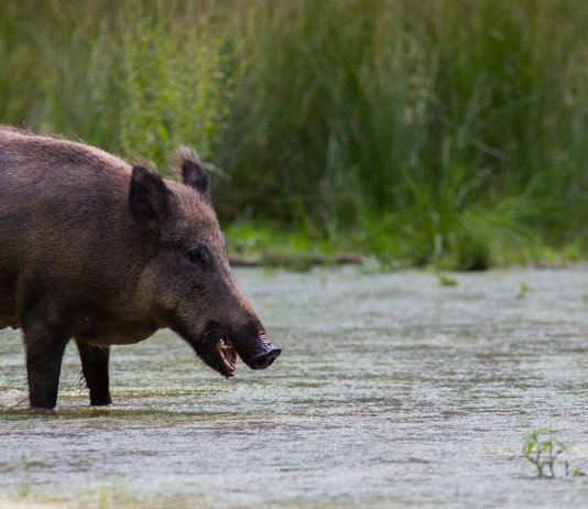 La peste suina africana nel sud Italia: il ruolo dei cacciatori La peste suina africana nel sud Italia: cinghiale in zona umida