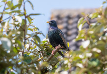 Ok alla caccia in deroga allo storno in Toscana Ok alla caccia in deroga allo storno in Toscana: storno su ramo d'albero
