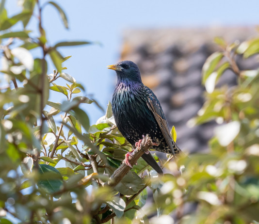 Ok alla caccia in deroga allo storno in Toscana Ok alla caccia in deroga allo storno in Toscana: storno su ramo d'albero