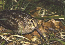 Periodo riproduttivo della beccaccia: quando chiudere la caccia? Periodo riproduttivo della beccaccia quando chiudere la caccia