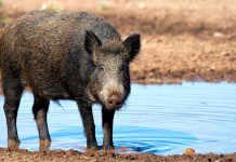 Peste suina africana, audizione del commissario Peste suina africana: cinghiale vicino a pozza d'acqua