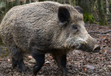 Peste suina africana in Calabria, le richieste dei cacciatori Peste suina africana in Calabria: cinghiale