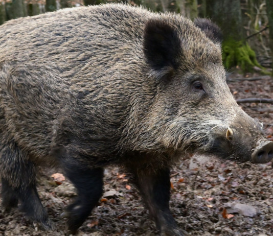 Peste suina africana in Calabria, le richieste dei cacciatori Peste suina africana in Calabria: cinghiale