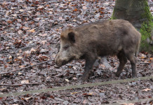 Peste suina africana in Calabria, verso nuova ordinanza Peste suina africana in Calabria, verso una nuova ordinanza
