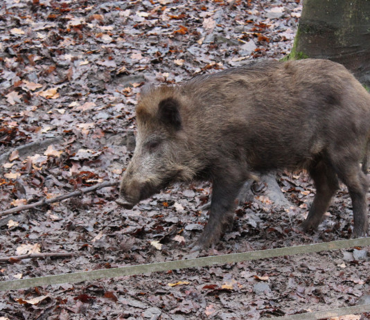 Peste suina africana in Calabria, verso nuova ordinanza Peste suina africana in Calabria, verso una nuova ordinanza