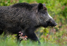 Peste suina africana in Italia: la situazione Peste suina africana in Italia: cinghiale