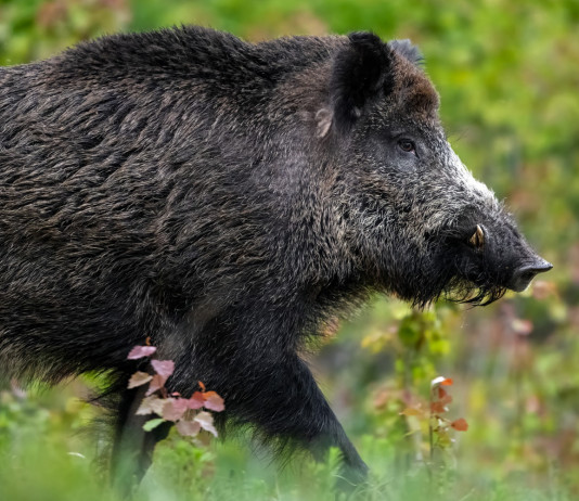 Peste suina africana in Italia: la situazione Peste suina africana in Italia: cinghiale