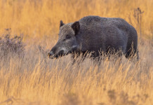Peste suina africana in Lombardia: arrivano droni ed esercito Peste suina africana in Lombardia: cinghiale