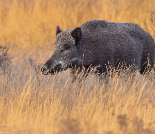 Peste suina africana in Lombardia: arrivano droni ed esercito Peste suina africana in Lombardia: cinghiale