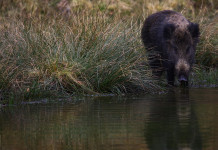 Peste suina africana in Piemonte, riunione d’urgenza a Cuneo Peste suina africana in Piemonte: cinghiale vicino a corso d'acqua