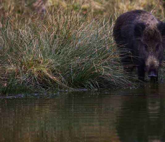 Peste suina africana in Piemonte, riunione d’urgenza a Cuneo Peste suina africana in Piemonte: cinghiale vicino a corso d'acqua