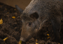 Peste suina africana nel Sud Italia, zona di restrizione in Basilicata Peste suina africana nel Sud Italia: cinghiale in primo piano