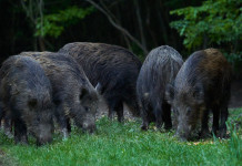 Peste suina africana, restrizioni in Lombardia Peste suina africana, restrizioni in Lombardia: cinque cinghiali mangiano di notte