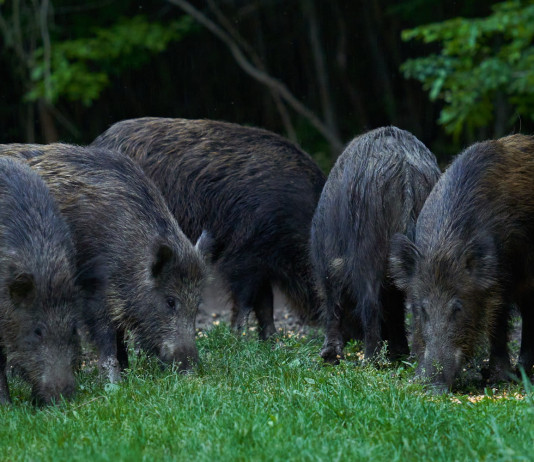 Peste suina africana, restrizioni in Lombardia Peste suina africana, restrizioni in Lombardia: cinque cinghiali mangiano di notte