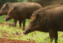 Professionisti per il controllo faunistico in Lombardia Professionisti per il controllo faunistico in Lombardia: tre cinghiali