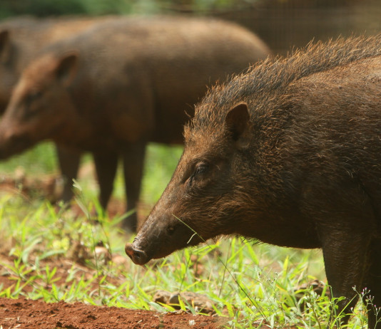 Professionisti per il controllo faunistico in Lombardia Professionisti per il controllo faunistico in Lombardia: tre cinghiali