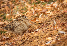 Pubblicato il calendario venatorio della Sicilia 2023/2024 Pubblicato il calendario venatorio della Sicilia 2023 2024: beccaccia tra le foglie