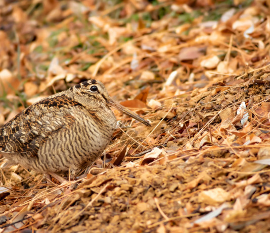 Pubblicato il calendario venatorio della Sicilia 2023/2024 Pubblicato il calendario venatorio della Sicilia 2023 2024: beccaccia tra le foglie