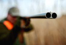 Qual è il numero dei cacciatori in Emilia Romagna? Qual è il numero dei cacciatori in Emilia Romagna: cacciatore con doppietta in primo piano