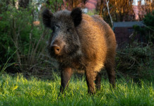 Secondo caso di peste suina africana in Lombardia Secondo caso di peste suina africana in Lombardia: cinghiale
