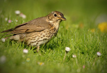 Status dei richiami vivi d’allevamento, la risposta del ministero Status della fauna d’allevamento: tordo bottaccio