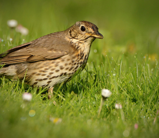 Status dei richiami vivi d’allevamento, la risposta del ministero Status della fauna d’allevamento: tordo bottaccio