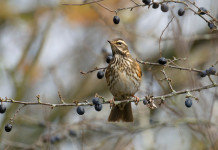 Valichi montani in Lombardia: la decisione della giunta Valichi montani in Lombardia: tordo sassello su ramo