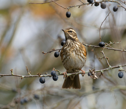 Valichi montani in Lombardia: la decisione della giunta Valichi montani in Lombardia: tordo sassello su ramo