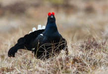 Verso l’approvazione del piano di gestione del fagiano di monte Verso l’approvazione del piano di gestione del fagiano di monte