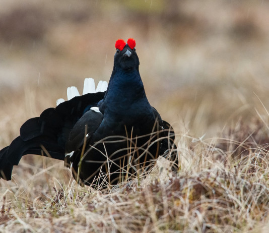 Verso l’approvazione del piano di gestione del fagiano di monte Verso l’approvazione del piano di gestione del fagiano di monte