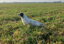 Caccia con il cane da ferma a I Prati di Frescarolo A caccia con il cane da ferma a I Prati di Frescarolo