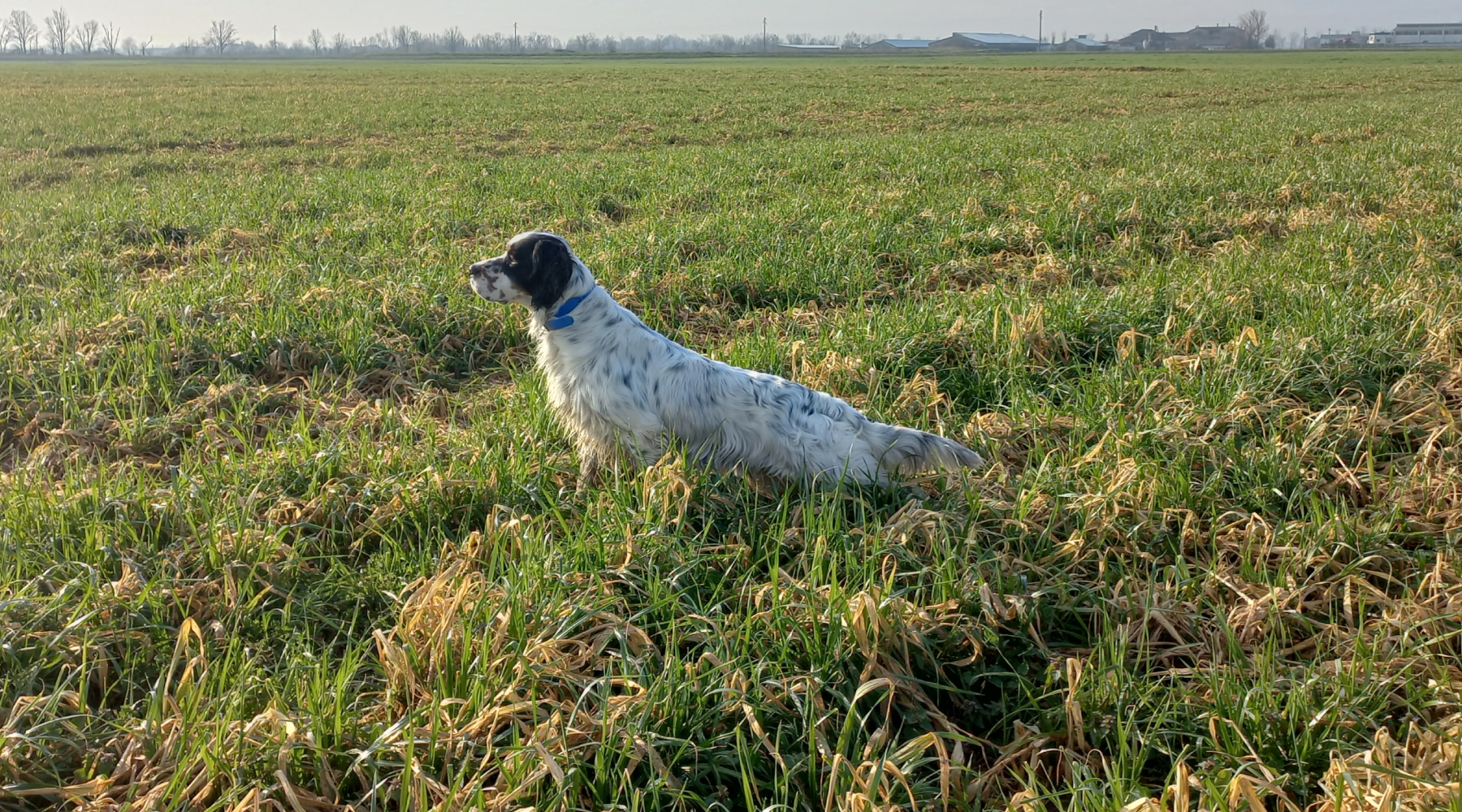 A caccia con il cane da ferma a I Prati di Frescarolo A caccia con il cane da ferma a I Prati di Frescarolo