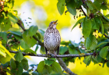 Anelli per richiami vivi da caccia in Lombardia, ok a emendamento Anelli per richiami vivi da caccia in Lombardia: tordo bottaccio su un ramo