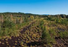 Approvata la legge sul ripristino della natura Approvata la legge sul ripristino della natura: torbiera in Repubblica Ceca